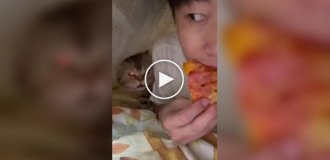 Кот обнаружил, что хозяин ест пиццу без него