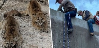 Спасение двух горных львов, попавших в водосброс (5 фото + 1 видео)