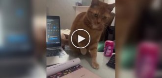 Кот мешает хозяйке составить список дел на день