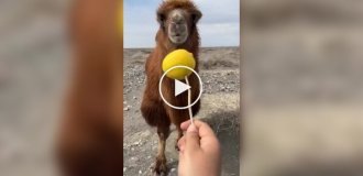 Верблюд впервые пробует лимон