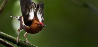 Птица, которая поёт крыльями (7 фото + 1 видео)