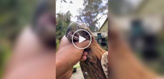 Клинохвостый орел - самый грозный пернатый хищник Австралии