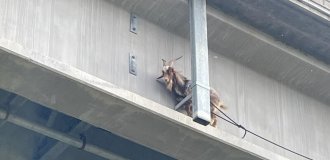 Козёл оказался на мосту на 25-метровой высоте, но был спасён (2 фото + 1 видео)