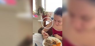 Котик просит хозяйку поделиться с ним едой