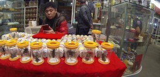 Как китайский городок продает сверчков за миллионы (5 фото)