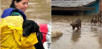 Из наводнений в Бразилии спасают тысячи животных (21 фото)