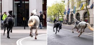 В Лондоне лошади сбросили с себя гвардейцев и отправились носиться по городу (3 фото + 1 видео)