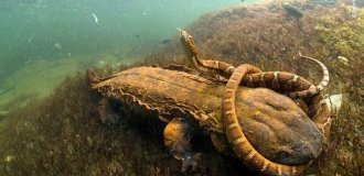 Они поедают змей и друг друга: жизнь саламандр-гигантов из тайных рек и озёр Америки (5 фото)