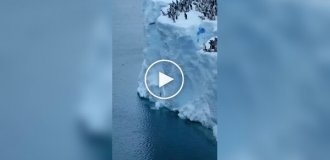 Сотни пингвинов совершили первый прыжок в воду с огромного ледника