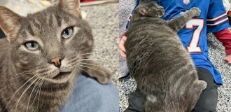 Кот обнимал каждого встречного в надежде, что его спасут (11 фото)
