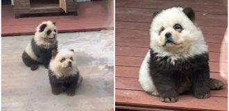 Китайский зоопарк перекрасил собак и пригласил посетителей посмотреть на “новый вид панд” (3 фото + 1 видео)