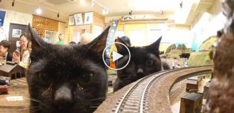 Происшествие на железнодорожных путях в котокафе в Осаке