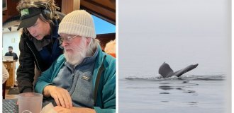 Учёные сумели пообщаться с горбатым китом на его языке (17 фото + 1 видео)