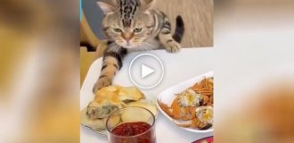 Вечно голодный кот ворует еду со стола