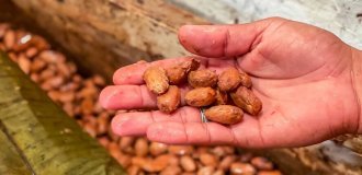 Как в Венесуэле из мокрых орехов получают настоящий шоколад (8 фото)