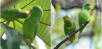 Биологи выяснили причины, по которым попугаи уничтожают или усыновляют чужих птенцов (4 фото + 2 видео)