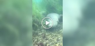 Как тюлени спят под водой