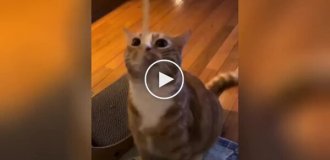 Забавные попытки кота схватить макаронину