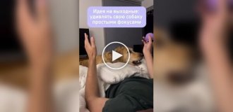 Как удивить свою собаку