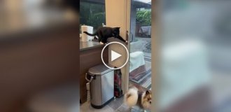 Кот организовал побег животных из дома