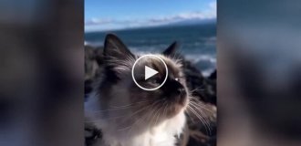 Кот наслаждается морским воздухом