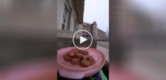 Доставка еды уличным кошкам с помощью радиоуправляемой машины
