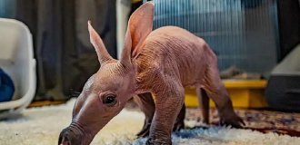 В Англии произошло "чудо": впервые за все время в местном зоопарке родился детеныш трубкозуба (7 фото)