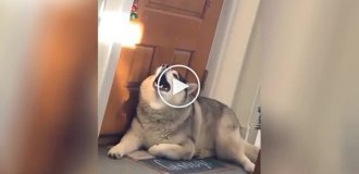 «Сейчас спою!»: пес устроил непрошеный концерт (тише звук)