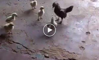 Задиристый цыпленок обратил курицу в бегство