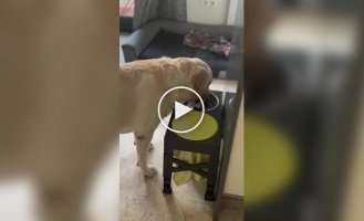 Собака которая умеет вытирать рот после воды