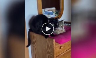 «Ты только посмотри!»: увлекательная беседа котиков