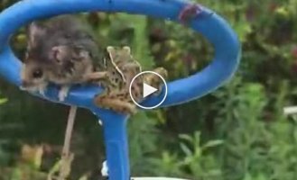 Спасение жабы и мышонка из ловушки для мусора в бассейне