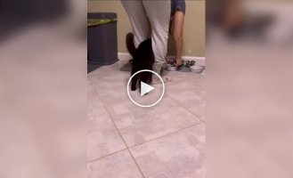 Нетерпеливый кот пытается добраться до миски с кормом
