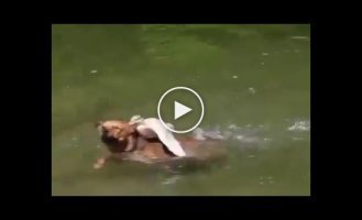 Утка которая запрещает плавать в своем озере