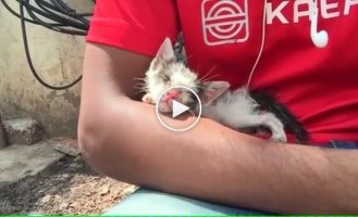 Спасенный котенок спустя 3 месяца. Удивительное преображение благодаря любви и заботе