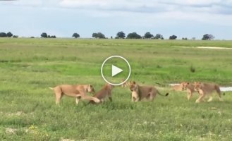 15 львиц атаковали попытавшегося присоединится к их группе молодого льва