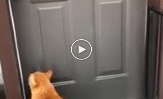 Кот научился стучать в дверь хозяина задними лапами