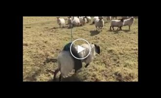 Овца и качели