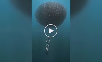 Красивое видео из глубинки моря