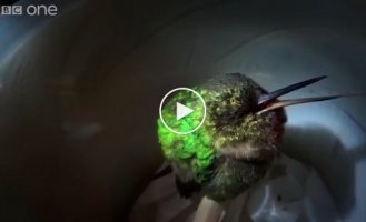 Храпящая колибри 