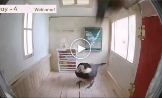 Птицы осваивают новый дом