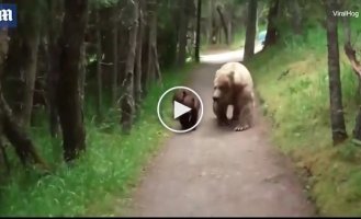 Медведи устроили слежку