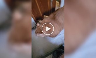 Кот, для которого любая дверь не помеха