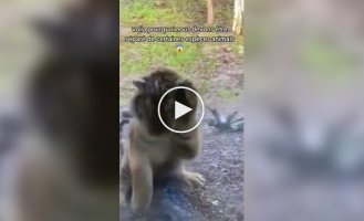 Большие кошки пытаются атаковать детей в зоопарках