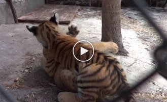 Смертельная схватка льва и тигра
