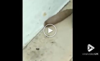 Необычный гибрид крысы и червя попал на видео