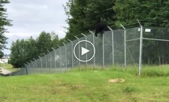 Медведь лезет через забор с колючей проволокой в Аляске