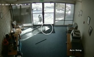 Козел разбил стеклянные двери офиса