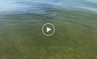 Неожиданная встреча в воде возле самого берега