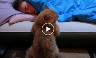 Как этот рыжий кот ждет пробуждения хозяина